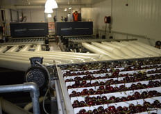 The cherries are separated.