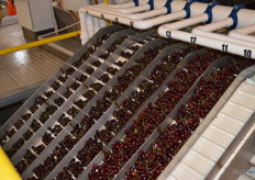 Cherries are sorted by size.