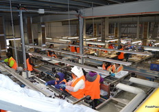 The busy workers in the packshed.