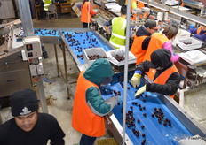 Cherries are checked by hand.