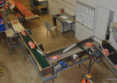 The bagged carrots on the way to the crates.