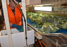 Broccoli is also packed here.