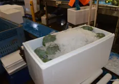 The packing boxes and ice keep the broccoli chilled.