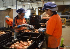The ladies are happy sorting the shallots.