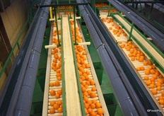 Sumos getting ready to be packed in boxes