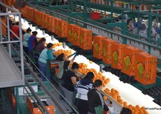 Because it is so delicate, Sumo citrus is hand packed. These are 18 lb. boxes.