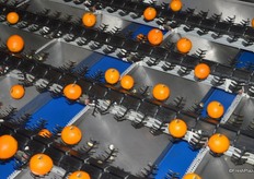 Navel oranges making their way to the box.