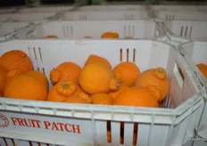 Sumo citrus in totes. The fruit is harvested in totes instead of bins to prevent it from being damaged.