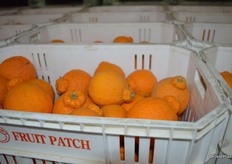 Sumo citrus in totes. The fruit is harvested in totes instead of bins to prevent it from being damaged.