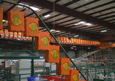 Sumo boxes in the packing house