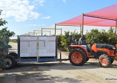 Full totes with Sumos are ready to leave the field and make their way to the packing house.