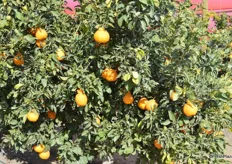 Sumo citrus fruit that's ready to be harvested