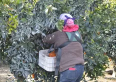 All Sumo citrus is picked by hand and put in totes