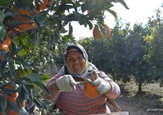 Clippers are being used to take the fruit off the tree