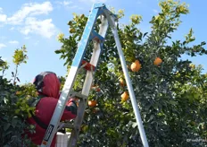 The higher parts of the tree can be reached with a ladder