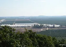In the middle of the photo, Tree Source Citrus Nursery can be seen. The facility recently expanded. This is the Sumo tree nursery.
