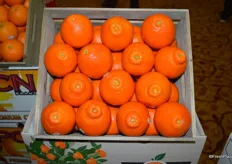 Minneolas from Pro Citrus Network are a popular export product to the Netherlands at the moment.