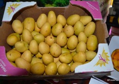 Baby mangos in the booth of GM Produce Sales.