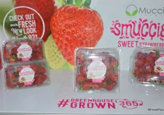 Smuccies™ Sweet Strawberries are grown in North America’s largest indoor strawberry farm in a clean environment.