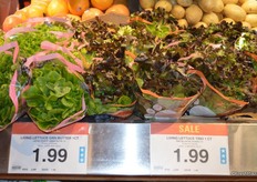 Living lettuce, greenhouse-grown in Coaldale, Alberta.