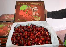 9 row Smiling Monkey cherries packed and ready to be shipped by air to Vietnam.
