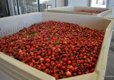 Fresh from the orchard, bins of cherries have entered the packing house and are ready to make their way over to the sorting line.