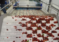 The cluster cutter separates the stems into singles.