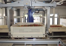 Elevator lifts bin up and gently dumps the cherries in the water.