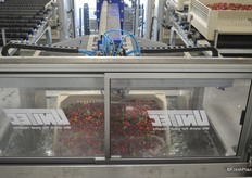 Bin with cherries gets turned.