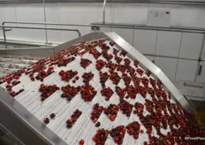 Cherries come out of the water and make their way over to the cluster cutter.