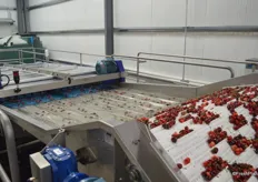 The cherries are being spread out as evenly as possible before they enter the cluster cutter.