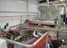 When they come out of the hydrocooler, leaves are manually taken out before the fruit enters the optical sorting line.