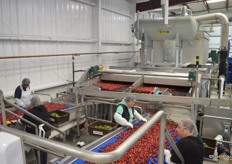 When they come out of the hydrocooler, leaves are manually taken out before the fruit enters the optical sorting line.