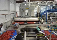 Hydrocooler in the background and cherries making their way over to the optical sorter.