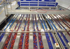 The cherries are on their way to the cameras.