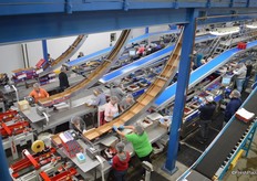 Drop chute and packing line in action.