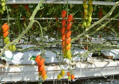 Heavenly Villagio Marzano tomatoes. The variety that delivers on all parts of the value chain.