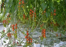 More Heavenly Villagio Marzano tomatoes.