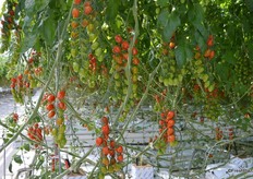 More Heavenly Villagio Marzano tomatoes.