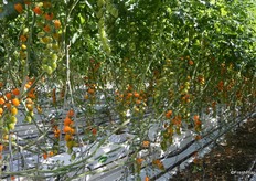 One of Village Farms' latest introductions: Lorabella Blossom snacking tomatoes.