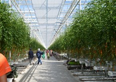 After a break, workers make their way back into the greenhouse.