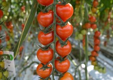 Village Farms' Cherry no. 9 variety.