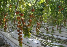 Cabernet Estate Reserve variety; a dark cherry tomato with a deep wine color.