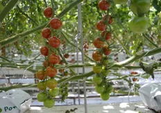 Close-up of Cabernet Estate Reserve tomatoes.