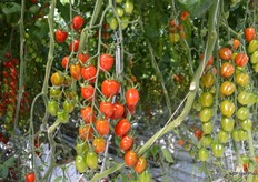 Lip Smackn’ Grape variety.