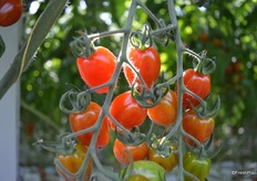 The sun shines down on Lip Smackn’ Grapes.