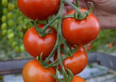 Truss of Sinfully Sweet Campari tomatoes. It's a cocktail-size tomato that is smaller than a TOV.