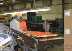Sorting tomatoes to ensure only high quality makes it into the clams.