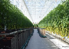 Overview of the greenhouse with tomatoes On-the-Vine on both sides.