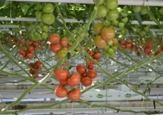 Tomatoes On-the-Vine.